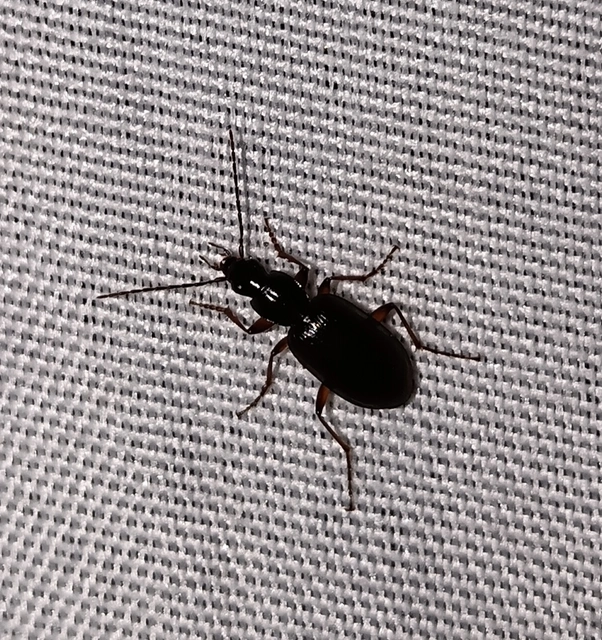 Agonum thoreyi - hosszúnyakú kisfutó Agonum thoreyi - hosszúnyakú kisfutó