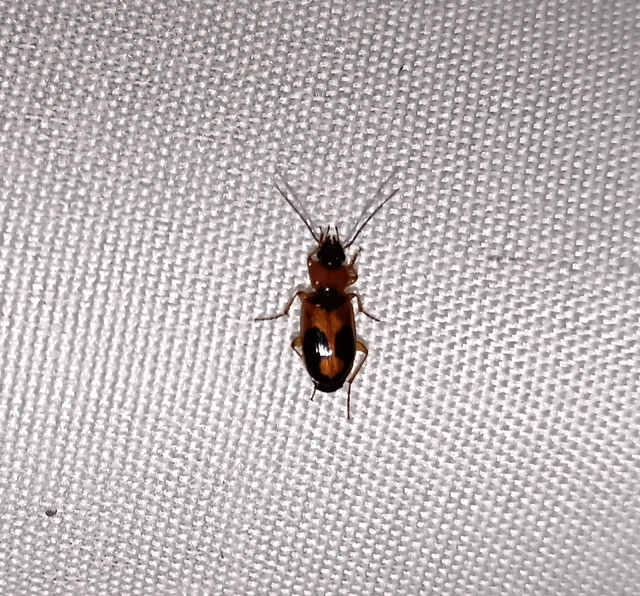 Badister meridionalis - közönséges posványfutonc