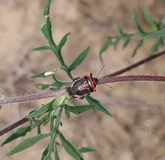 Perillus bioculatus
