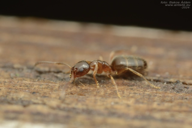 Plagiolepis pygmaea - lapos törpehangya