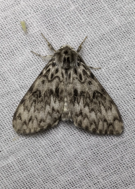 Lymantria monacha - apácalepke