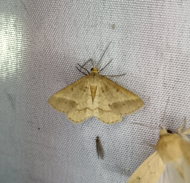 Tephrina arenacearia - lucerna-araszoló