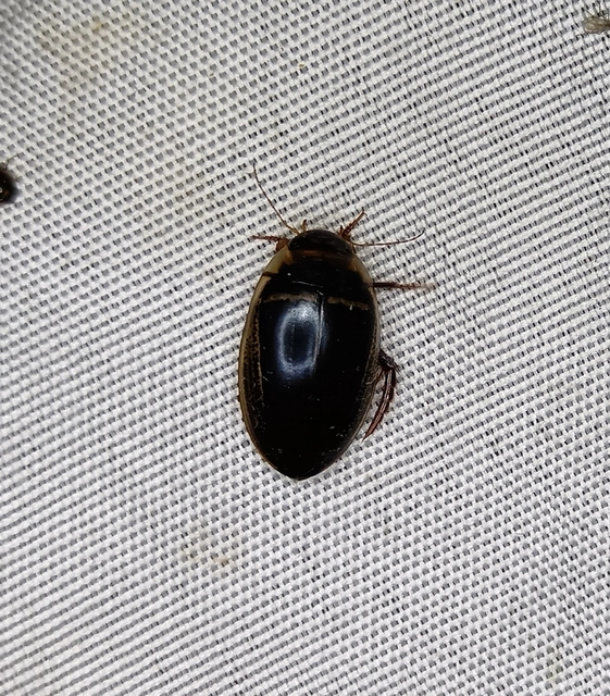 Hydaticus transversalis - harántsávos mocsáricsíkbogár