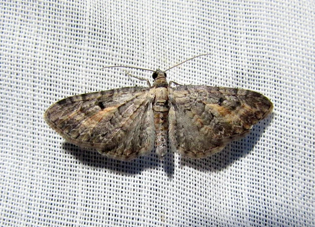 Eupithecia icterata - rozsdafoltos törpearaszoló