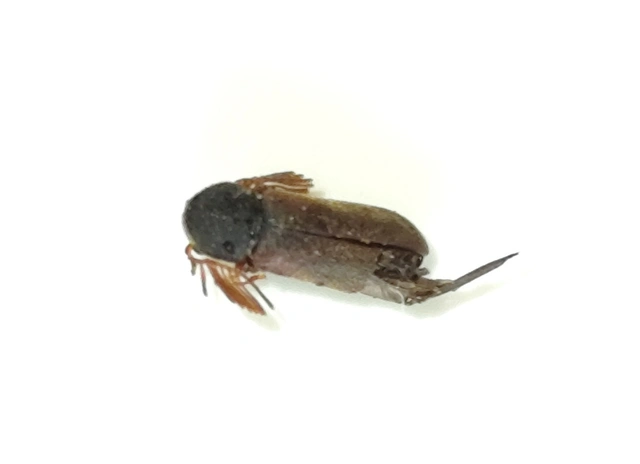 Ptilinus pectinicornis - fésűscsápú álszú