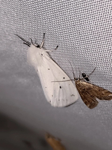Spilosoma urticae - hószínű medvelepke