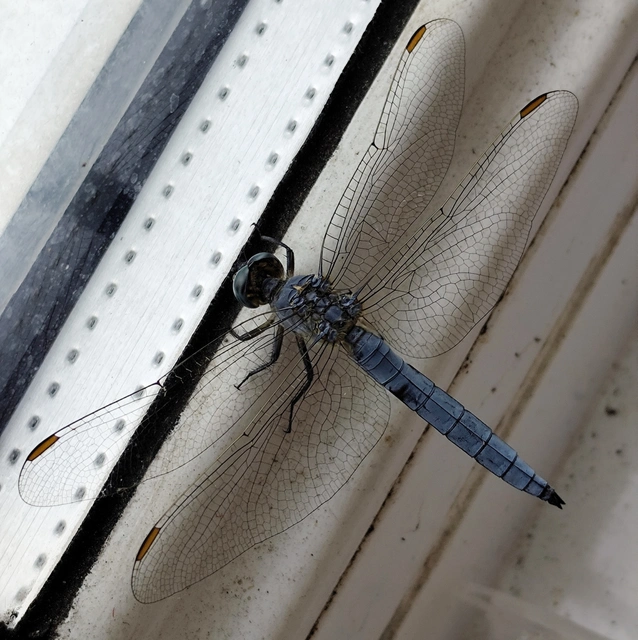 Orthetrum coerulescens - karcsú pásztorszitakötő