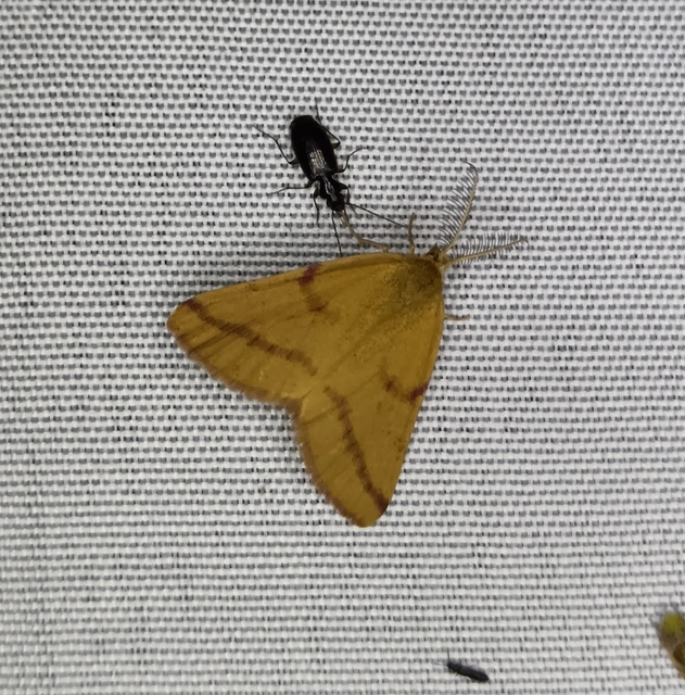 Lythria purpuraria - bíborsávos araszoló