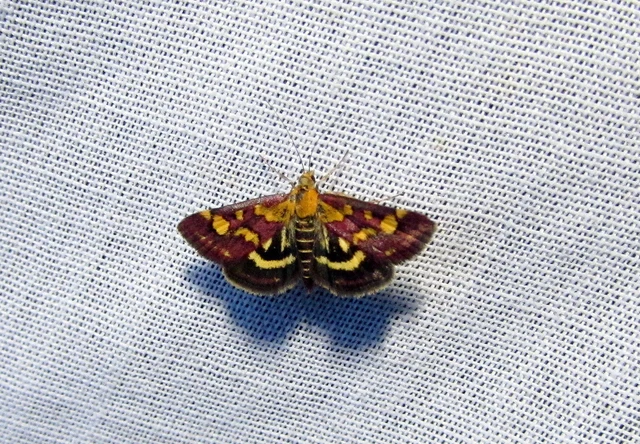 Pyrausta purpuralis - közönséges bíbormoly