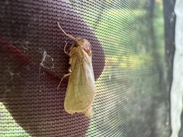 Hepialidae - gyökérrágó őslepkefélék