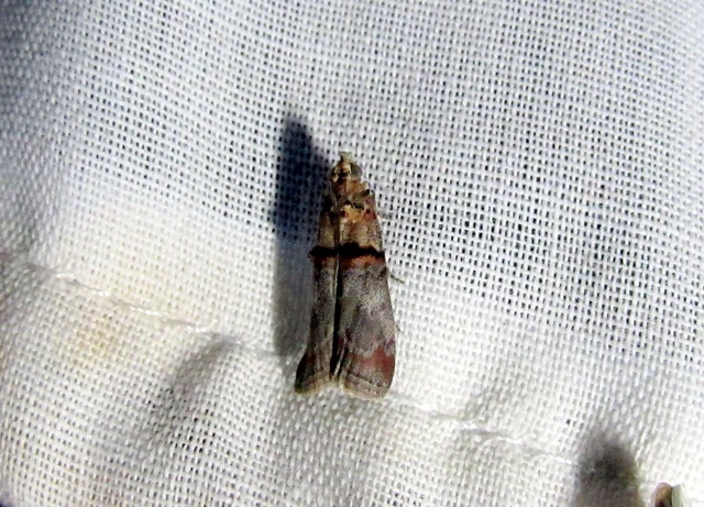 Trachonitis cristella - bokorrágó karcsúmoly