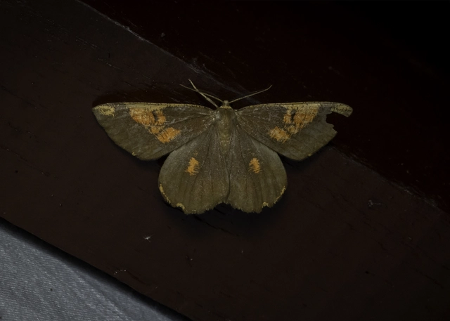 Angerona prunaria - sárga kökényaraszoló