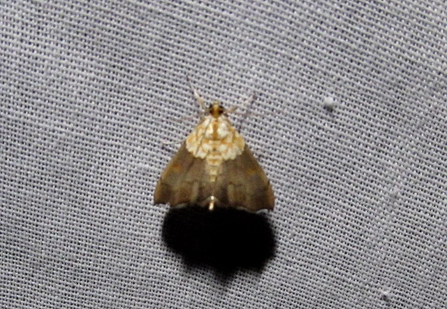 Agrotera nemoralis - ligeti tűzmoly