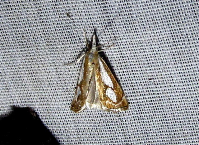 Catoptria