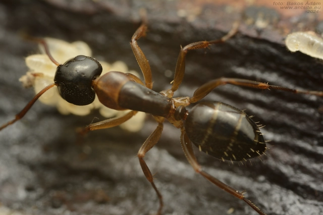 Camponotus fallax - ligeti lóhangya