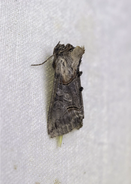 Abrostola asclepiadis - barnaövű csalánbagoly