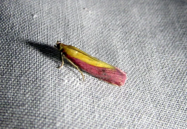 Oncocera semirubella - lucernamoly