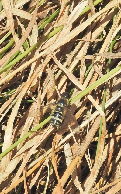 Diptera - Kétszárnyúak