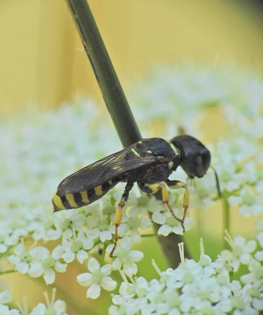 Hymenoptera - Hártyásszárnyúak