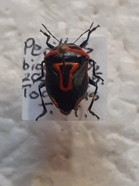Perillus bioculatus