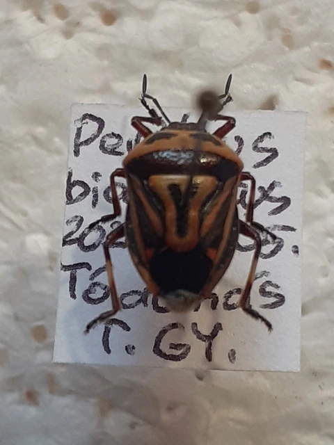 Perillus bioculatus