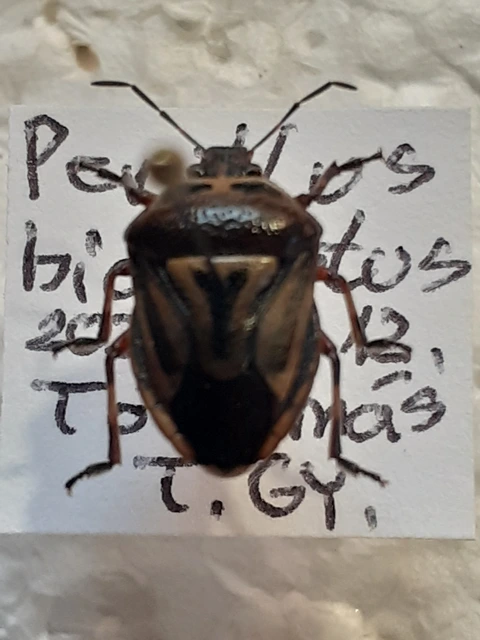 Perillus bioculatus