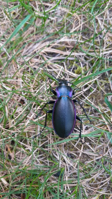 Carabus germarii exasperatus - dunántúli kékfutrinka Carabus germarii exasperatus - dunántúli kékfutrinka