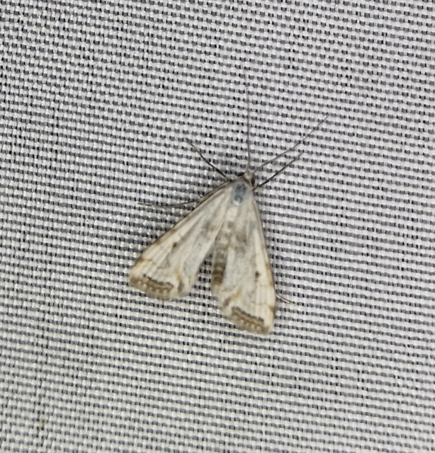 Cataclysta lemnata - békalencsemoly