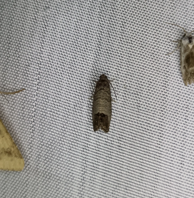 Cydia pomonella - almamoly