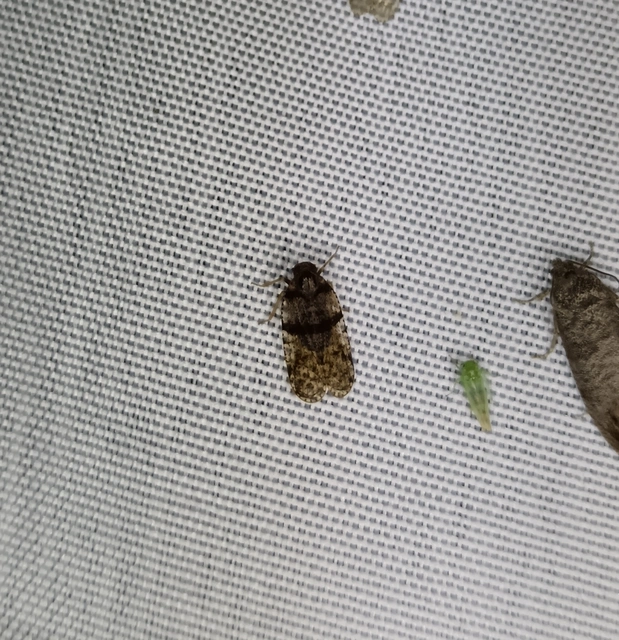 Cixius