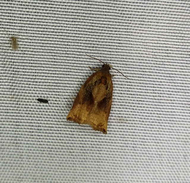 Archips podana - dudvarágó sodrómoly
