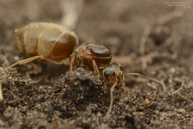 Lasius alienus - kövi feketehangya