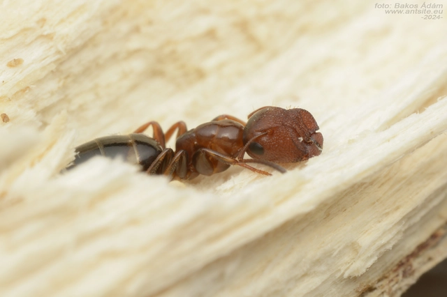 Colobopsis truncata - kapushangya