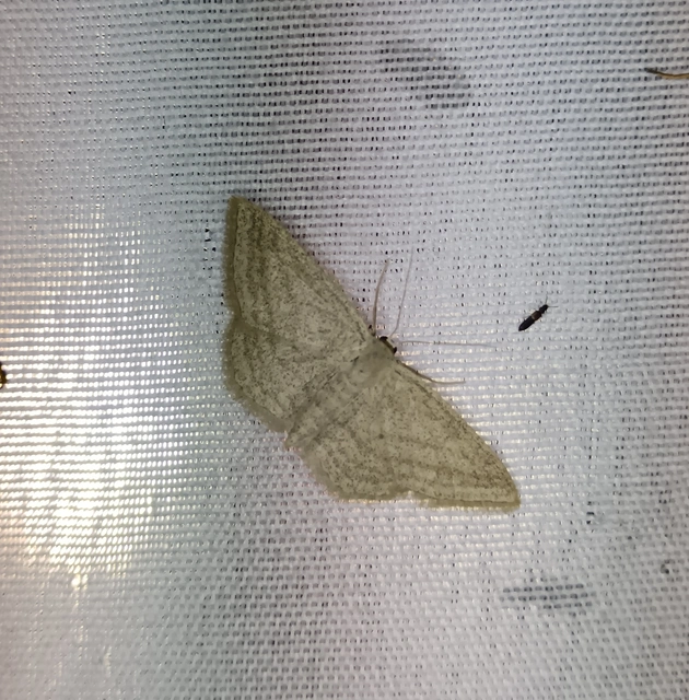 Scopula virgulata - vesszős sávosaraszoló