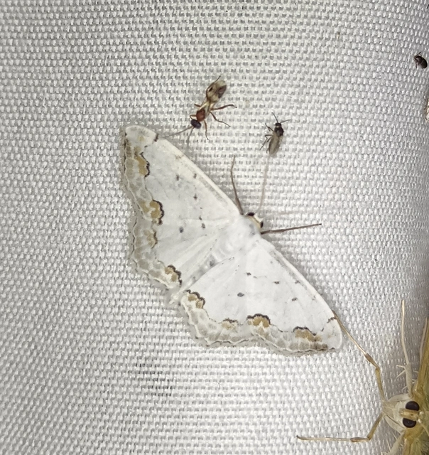 Scopula ornata - díszes fehéraraszoló
