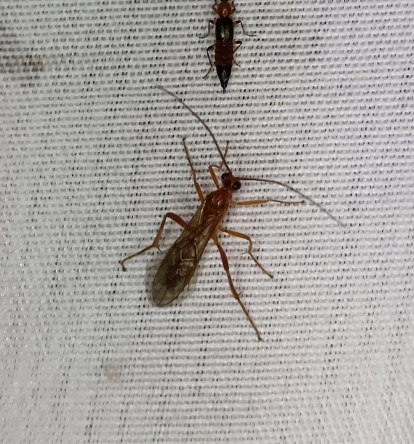 Hymenoptera - Hártyásszárnyúak