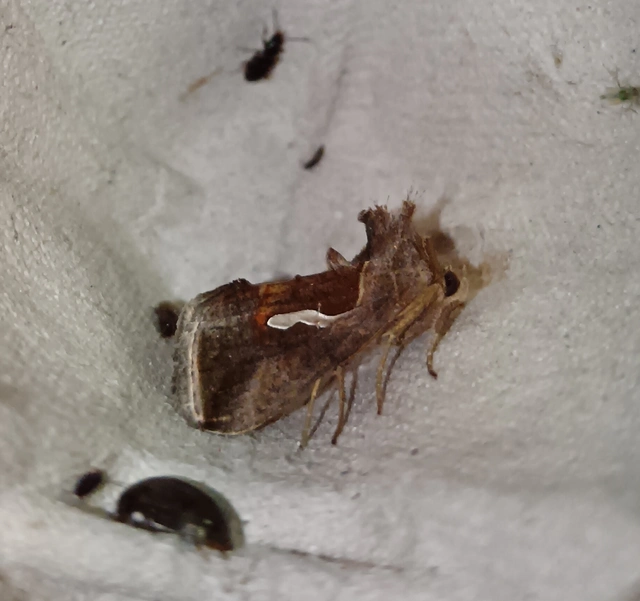 Macdunnoughia confusa - cseppfoltos ezüstbagoly