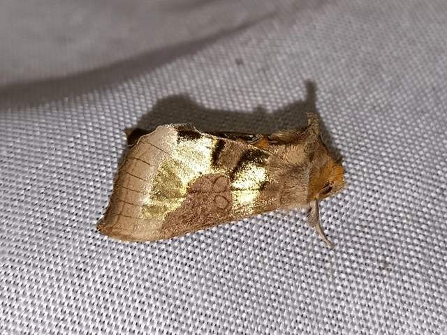 Diachrysia chrysitis/stenochrysis