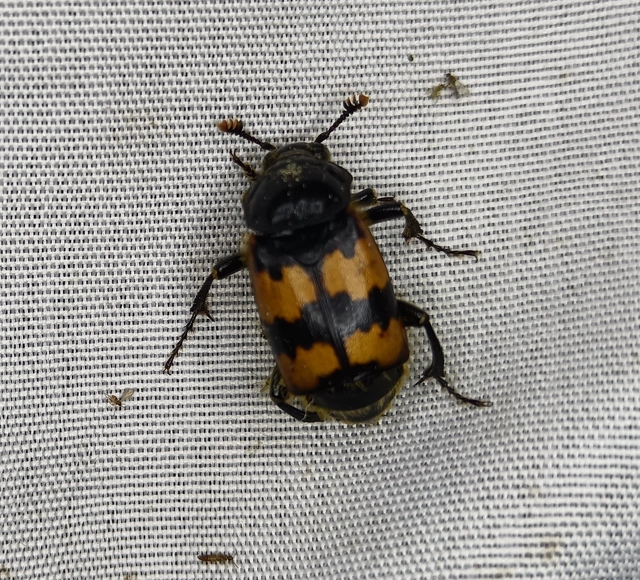 Nicrophorus interruptus - sárgaszőrű temetőbogár