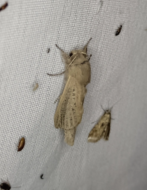 Phragmataecia castaneae - nádfúrólepke