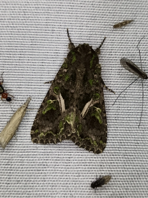 Trachea atriplicis - nyári zöldbagoly