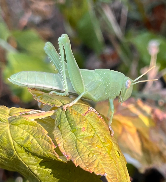 Anacridium aegyptium - egyiptomi sáska