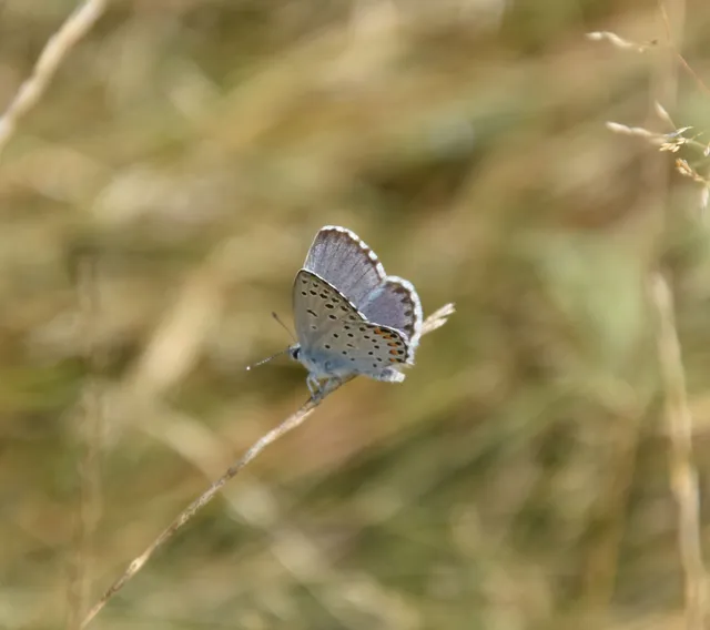 Pseudophilotes schiffermuelleri - apró boglárka