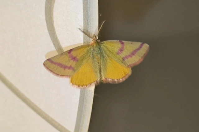 Lythria purpuraria - bíborsávos araszoló
