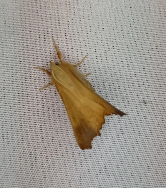 Ennomos fuscantaria - kőris-levélaraszoló