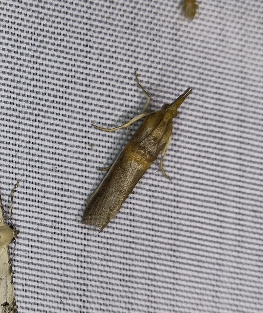 Etiella zinckenella - akácmoly