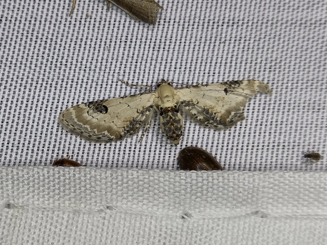 Eupithecia centaureata - búzavirág-törpearaszoló