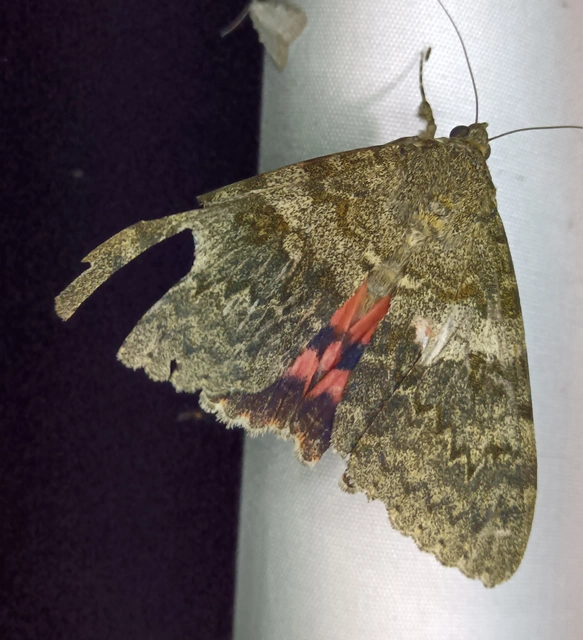 Catocala elocata - közönséges övesbagoly