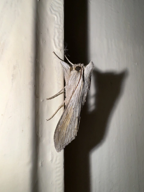 Cucullia umbratica - közönséges csuklyásbagoly
