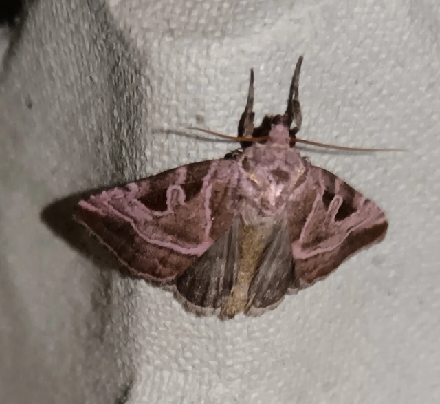 Eucarta virgo - mocsári ametisztbagoly